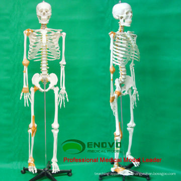 SKELETON09 (12370) Medizinische Wissenschaft 180 Menschen Skeleton Modell w / Ligament Männlich Weiblich Optional 12370